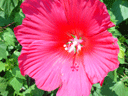 Wildseed Farms (Fredericksburgh, Texas) Thumbnail