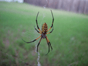 Backyard Creatures & Neighborhood Park Petting Zoo Thumbnail