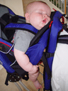 Zack (5 Months Old), Austin Bats Thumbnail