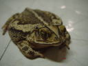 Our Giant Pet Toad (Caught in Backyard - Austin, Texas) Thumbnail