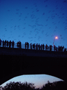 The World's Largest Urban Bat Colony Thumbnail